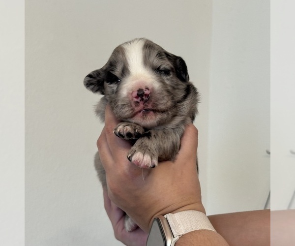 Medium Photo #2 Australian Shepherd Puppy For Sale in DEVINE, TX, USA