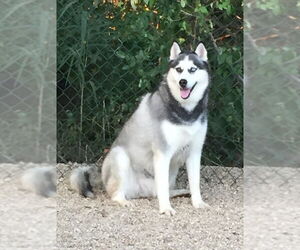 Azul - Male Siberian Husky Dog for Adoption - Photo #3