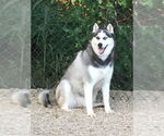 Small #2 Siberian Husky