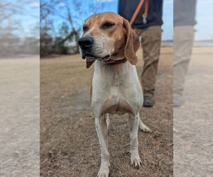 Treeing Walker Coonhound-Unknown Mix Dogs for adoption in Sanderson, FL, USA