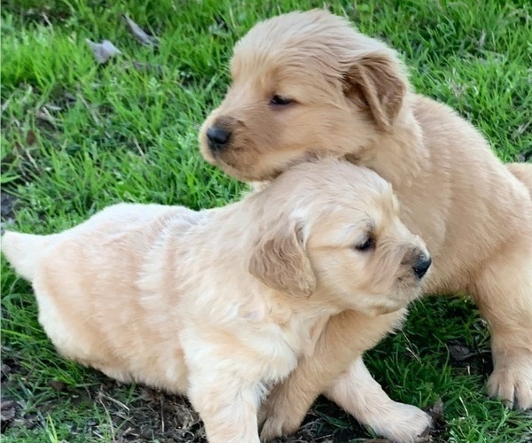 Medium Photo #7 Golden Retriever Puppy For Sale in LOVELADY, TX, USA