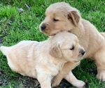 Small Photo #7 Golden Retriever Puppy For Sale in LOVELADY, TX, USA