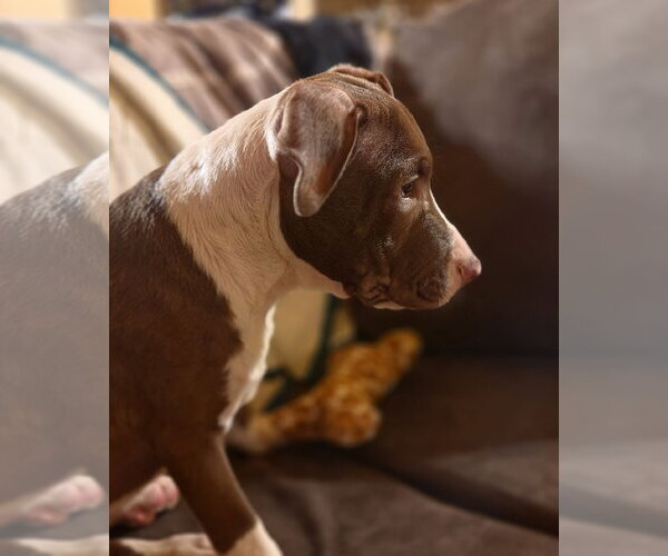 Medium Photo #6 Mutt Puppy For Sale in Spotsylvania, VA, USA