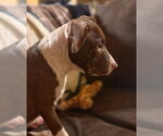 Small #5 Mutt