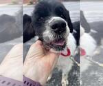 Small #1 Cocker Spaniel Mix
