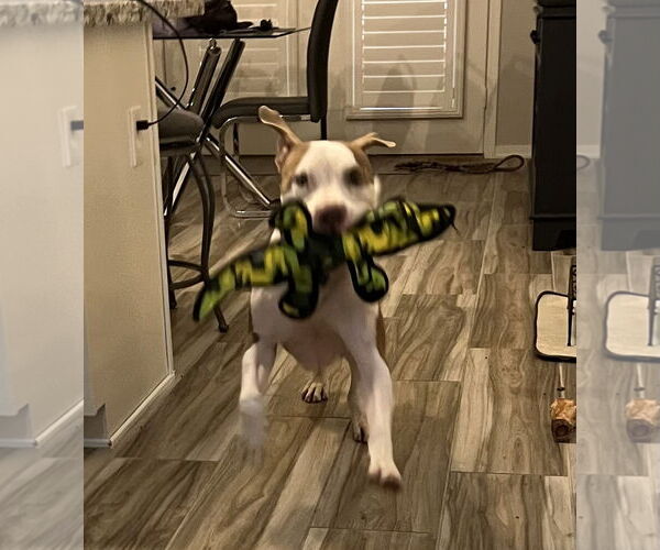 Medium Photo #7 American Pit Bull Terrier-Unknown Mix Puppy For Sale in phoenix, AZ, USA