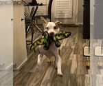 Small #6 American Pit Bull Terrier Mix