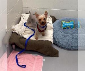 Mutt Dogs for adoption in Boston, MA, USA