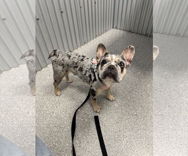 Medium Photo #1 French Bulldog Puppy For Sale in Sanford, FL, USA