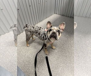 French Bulldog Dogs for adoption in Sanford, FL, USA
