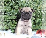 Small Photo #8 Pug Puppy For Sale in GREENCASTLE, PA, USA