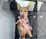 Small #1 American Pit Bull Terrier
