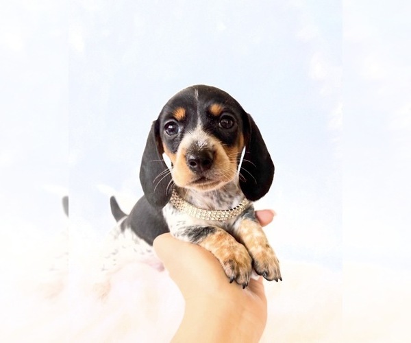 Medium Photo #3 Dachshund Puppy For Sale in DAVIS, CA, USA