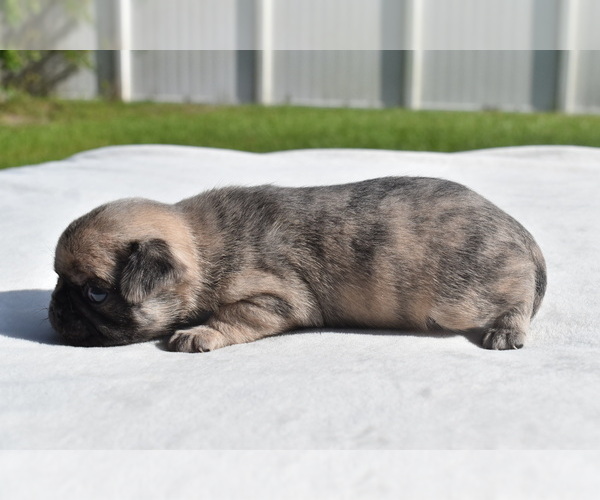 Medium Photo #4 Pug Puppy For Sale in PALM COAST, FL, USA