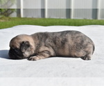 Small #3 Pug