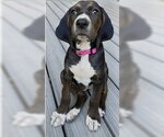 Small #1 American Foxhound Mix