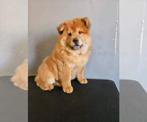 Chow Chow Puppy for Sale in NORTH HILLS, California USA