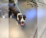 Small Border Collie Mix