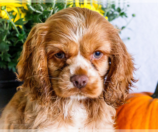 Medium Photo #7 Cocker Spaniel Puppy For Sale in WAKARUSA, IN, USA