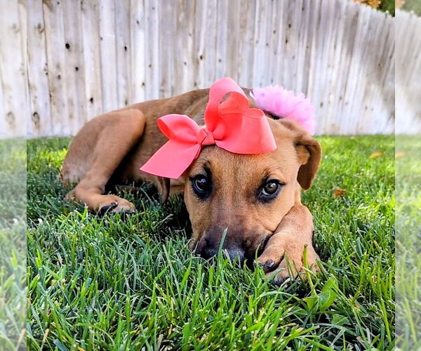Medium Photo #1 Mutt Puppy For Sale in Sandy, UT, USA