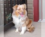 Small Photo #1 Miniature Australian Shepherd Puppy For Sale in REBERSBURG, PA, USA