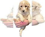 Small Photo #4 Goldendoodle Puppy For Sale in FLORA, MS, USA