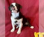 Puppy Tori Pug