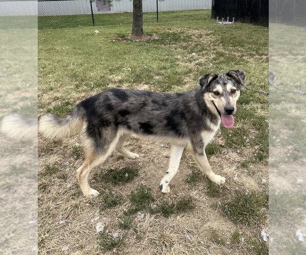 Medium Photo #2 Siberian Husky-Unknown Mix Puppy For Sale in Evansville, IN, USA
