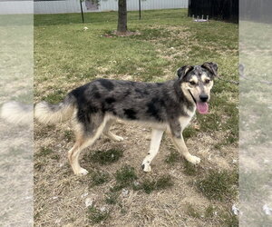 Ripley - Male Siberian Husky-Unknown Mix Dog for Adoption - Photo #2