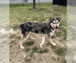 Small Photo #2 Siberian Husky-Unknown Mix Puppy For Sale in Evansville, IN, USA