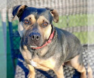 Molly - Female Mutt Dog for Adoption - Photo #8