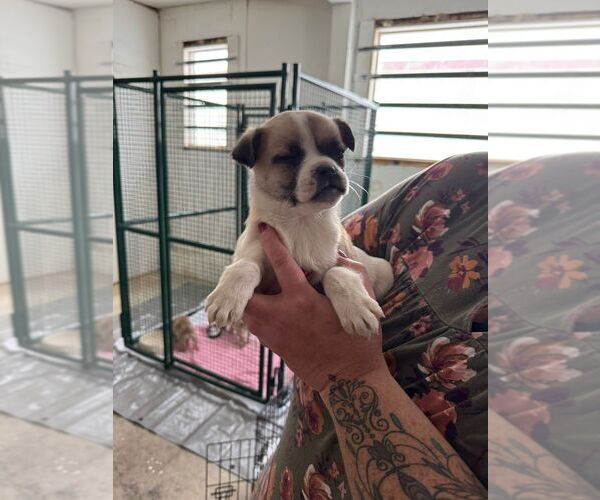 Medium Photo #1 Pug-Unknown Mix Puppy For Sale in Calgary, Alberta, Canada