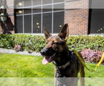 Small #2 German Shepherd Dog