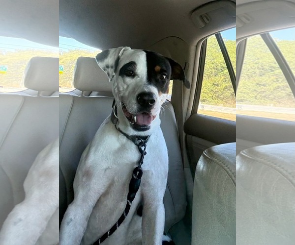 Medium Photo #11 Mutt Puppy For Sale in Germantown, OH, USA