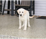 Small #3 Labrador Retriever
