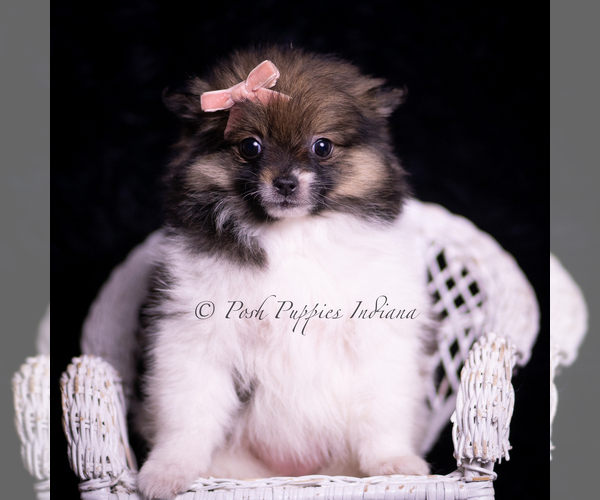 Medium Photo #78 Pomeranian Puppy For Sale in WARSAW, IN, USA
