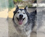 Small Siberian Husky