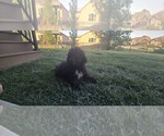 Small #3 Poovanese