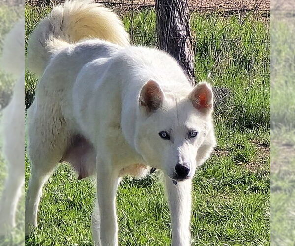 Medium Photo #3 Siberian Husky Puppy For Sale in Omaha, NE, USA