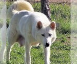 Small #2 Siberian Husky