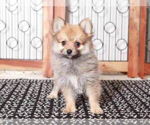 Pomeranian Puppy for Sale in NAPLES, Florida USA