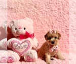 Small #4 Poodle (Toy)