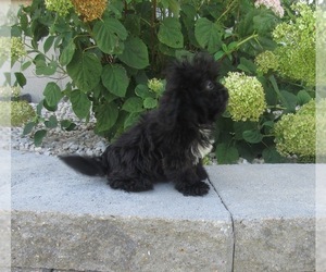 ShihPoo Puppy for sale in LE MARS, IA, USA