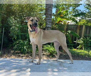 German Shepherd Dog-Unknown Mix Dogs for adoption in Hoffman Estates, IL, USA