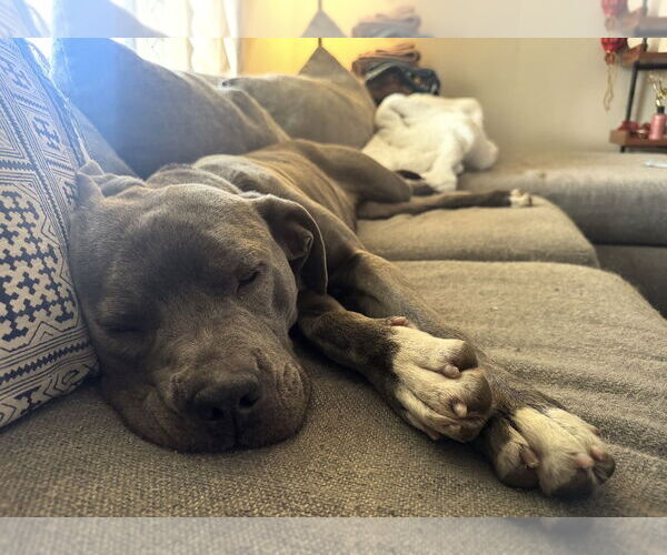 Medium Photo #4 Mutt Puppy For Sale in Cuyahoga Falls , OH, USA