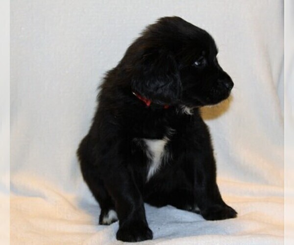 Medium Photo #2 Golden Newfie Puppy For Sale in HOLLYWOOD, MD, USA