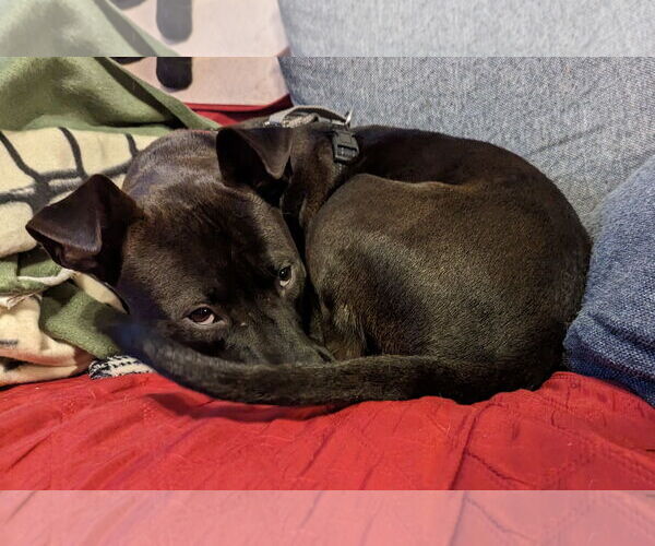 Medium Photo #39 Mutt Puppy For Sale in Holly Springs, NC, USA