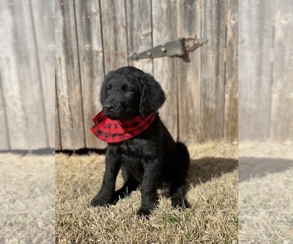 Medium Photo #6 Chesa-Poo Puppy For Sale in ABILENE, TX, USA