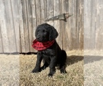 Small Photo #6 Chesa-Poo Puppy For Sale in ABILENE, TX, USA