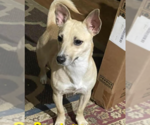 Chiweenie Dogs for adoption in Cranston, RI, USA